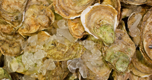Oyster Oyster